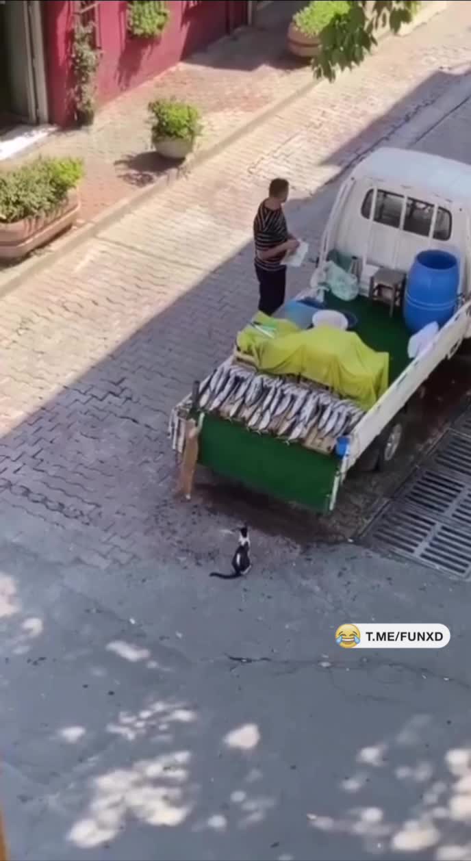 Стырил🤣