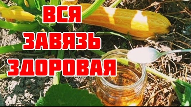 Решаем проблему с кабачками🍈 за 1 раз