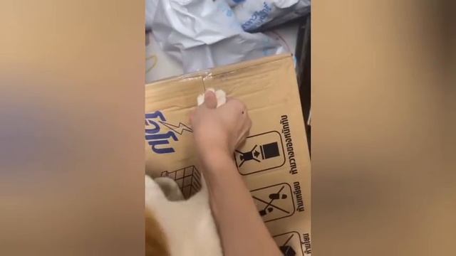 Помощники🐈