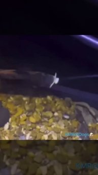 Малыша может обидеть каждый, даже рыба😲😄