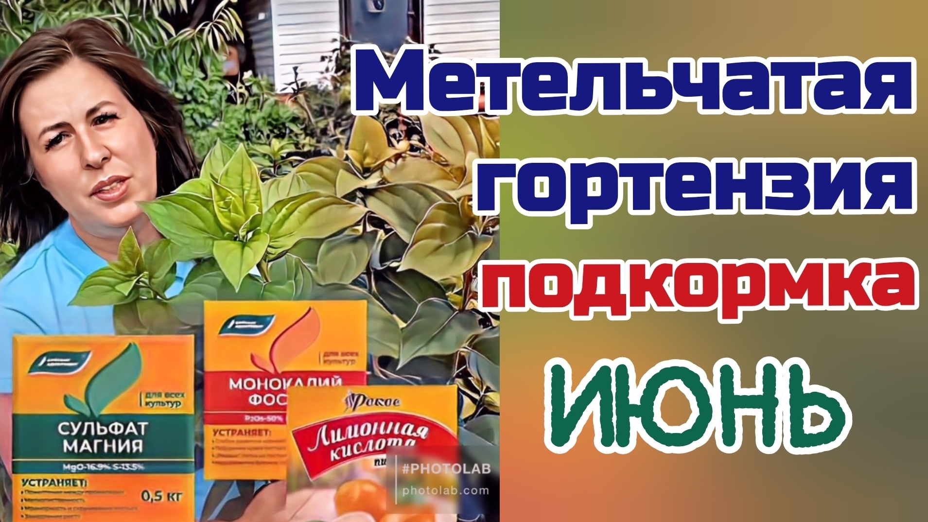 Подкормка гортензий  в июне.