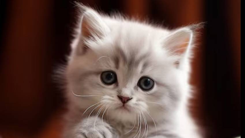 Номер телефона