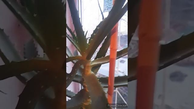 Когда же он зацветёт то?//Большой бутон у Алоэ)