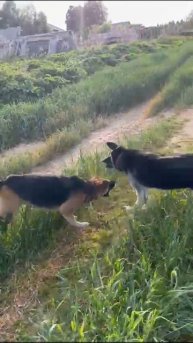 ВЕО из питомника Валентлайф - Чара-Майори, 15 мес. - Эх! Гулять - Так гулять.