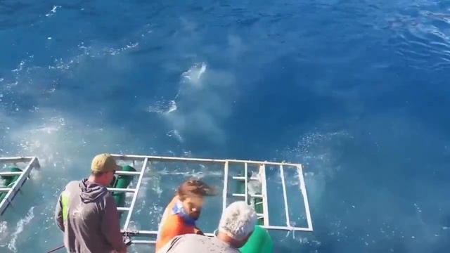 Большая белая акула забралась в клетку безопасности, в котором находился турист...