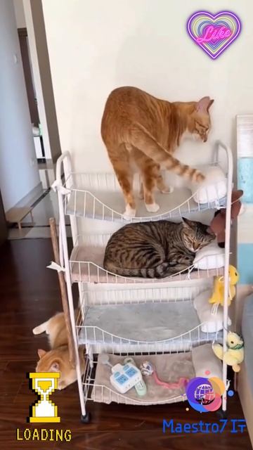 💻 Коммунальная квартира котов ...