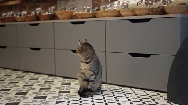 Коты Стамбула (январь 2025 года)