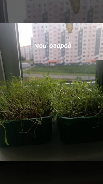 мой огород
