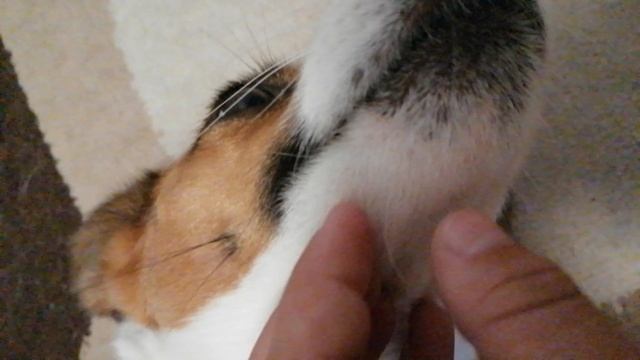 VID_20250624_151830.mp4