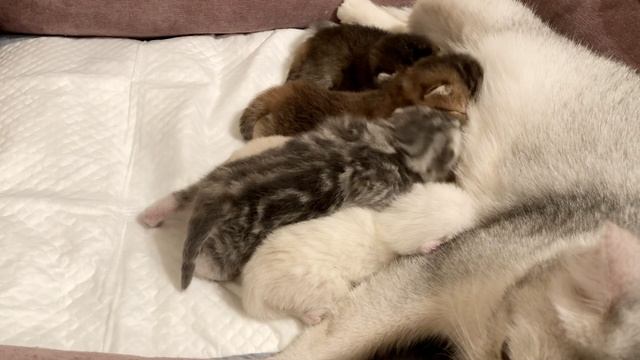 Котятам кошки Кайли девять дней.