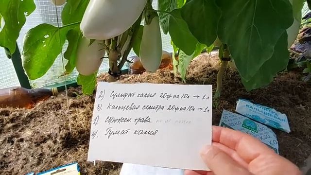 Подкормка баклажанов и перцев в августе Часть 3