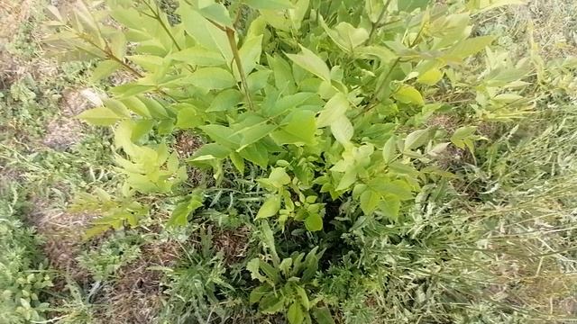 ПОДСКАЖИТЕ КАК ИЗБАВИТЬСЯ ОТ ПНЕЙ ТОПОЛЯ, БУДУ признателен.