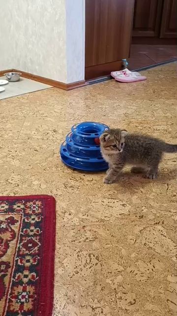 виды котиков! полосатый! 😺😺