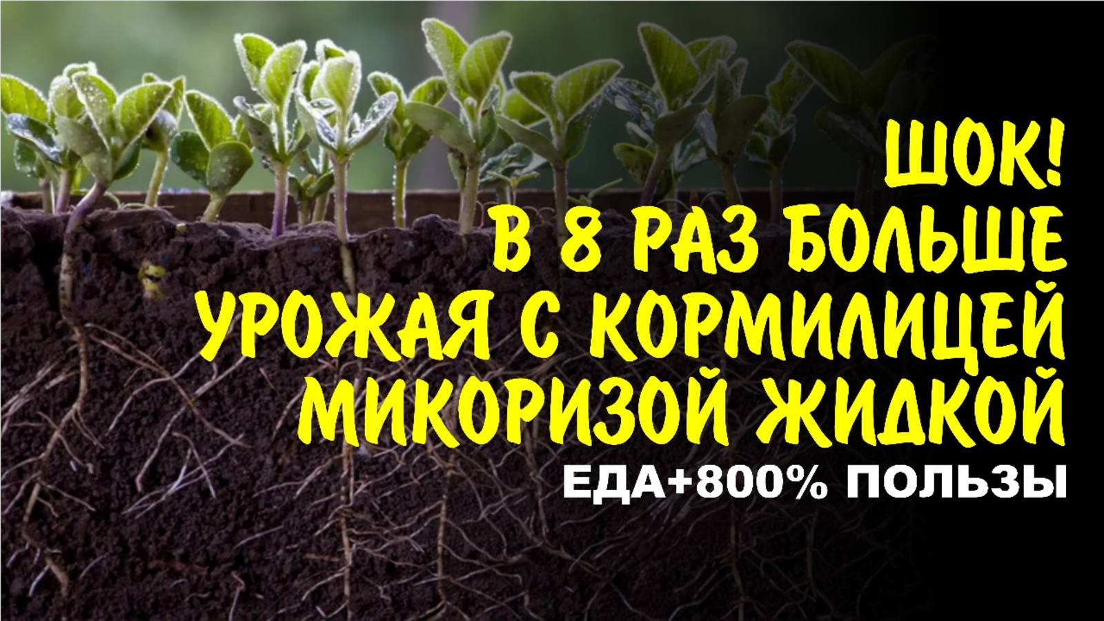 Революция в огороде и саду! Инновационная жидкая Микориза увеличивает корни до 8 раз.