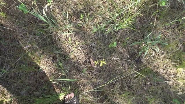 24 06 2025 16 56 16
По лесу сосновому