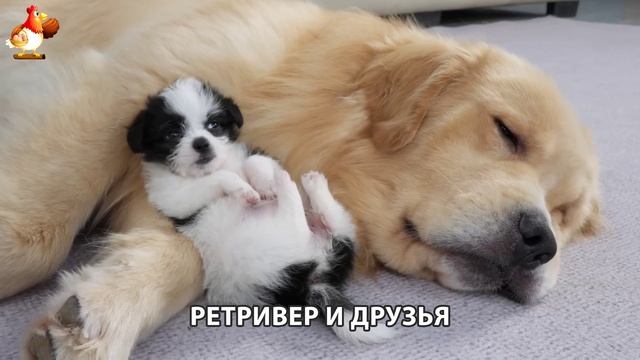 Золотистый ретривер и его друзья милые питомцы 🐕 выпуск (125)