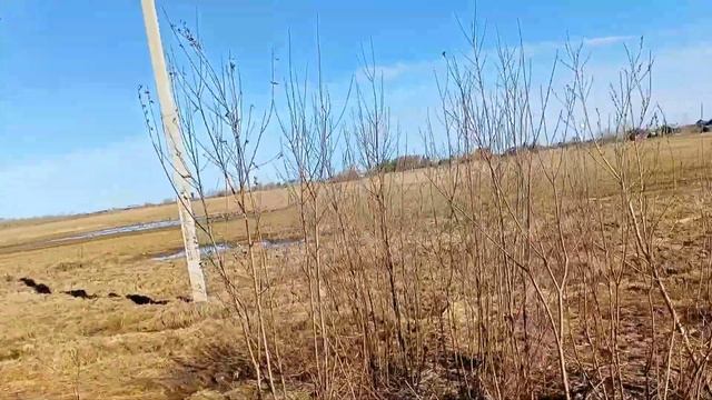 Вот и первые гусики по дороге домой! Скоро на охоту