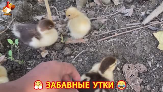 Забавные утки мускусные и пекинские на свободном выгуле ч.(89) ❣️🤗😂