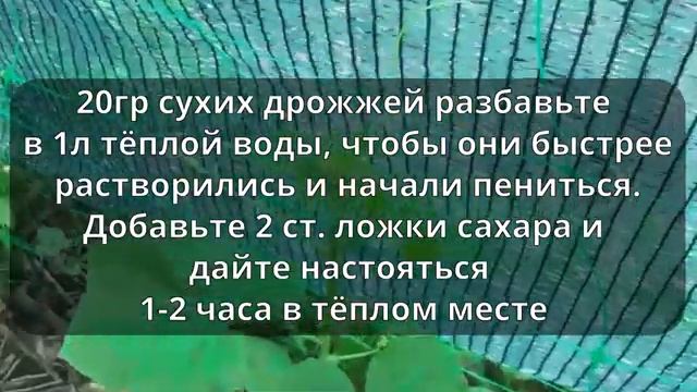 Подкормка огурцов в июне.Очень важная подкормка для хорошего урожая