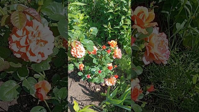 Две розы -красотки в июне 25.