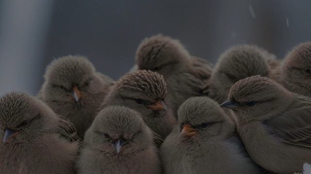 Как птицы выживают в холодных странах