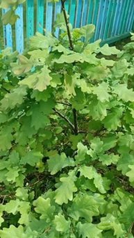 Дуб в Сибири