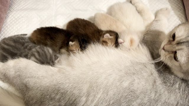 Котятам кошки Кайли девять дней.