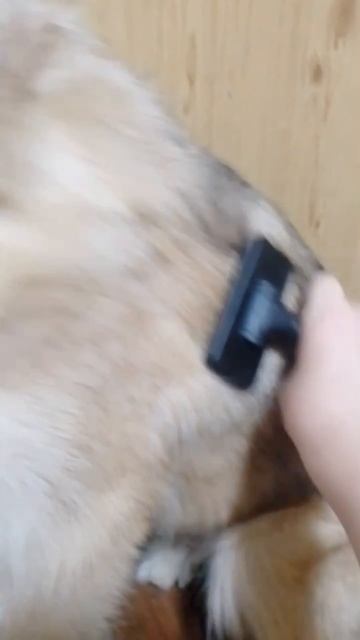 собака