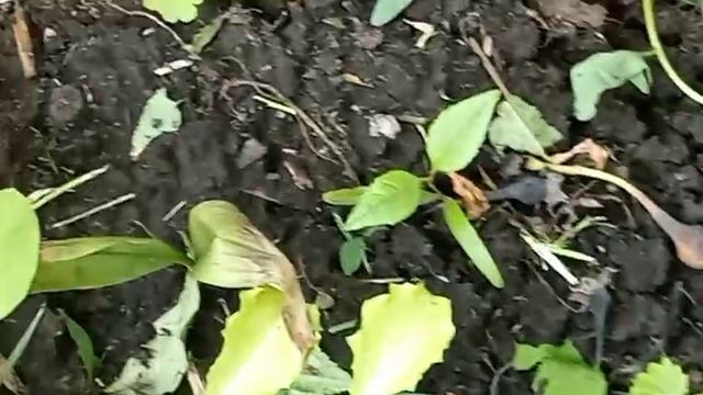 Лягушачий гость