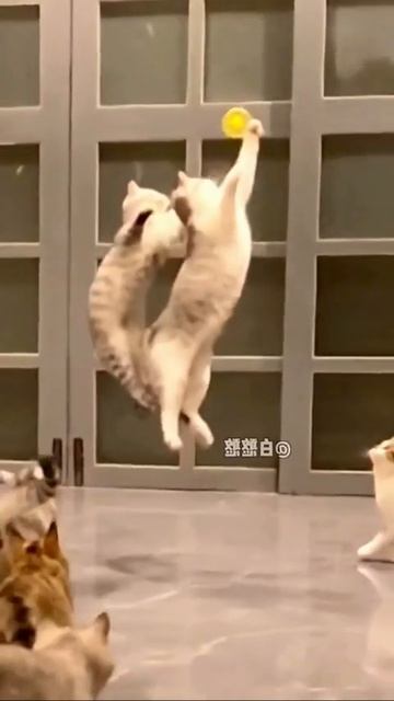 Наш TG https://t.me/liveofcats
