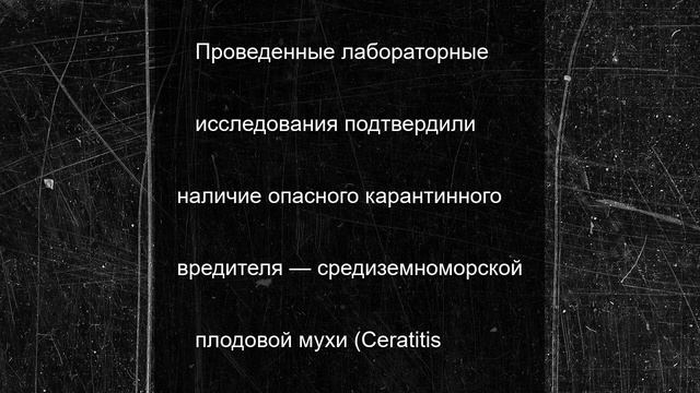 Аргентинские мандарины с опасными мухами не пустили в Петербург