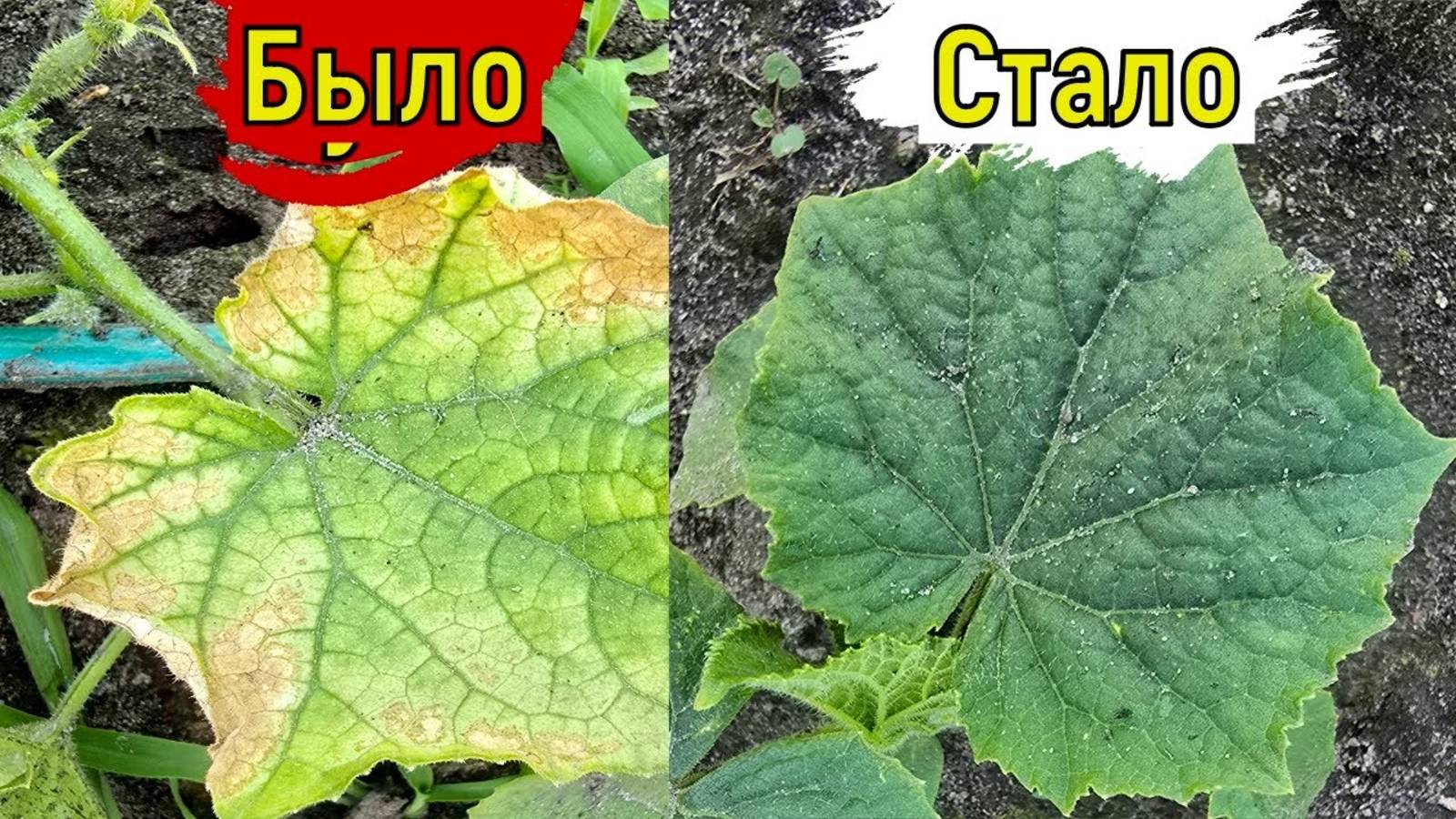 Почему желтеют листья огурцов! Если листья огурца желтеют..