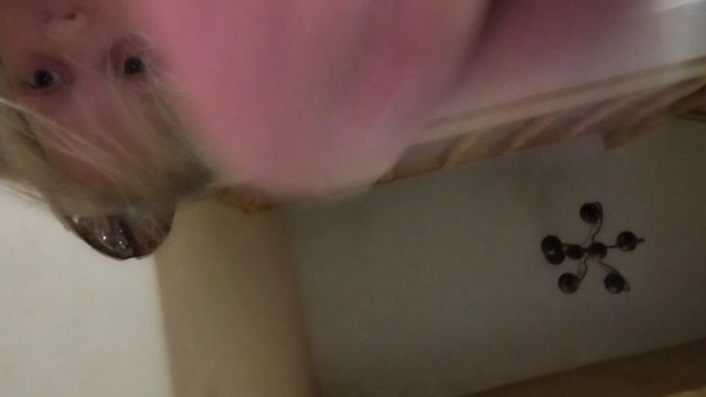 песня хомяка и видео про хомяка сирийского