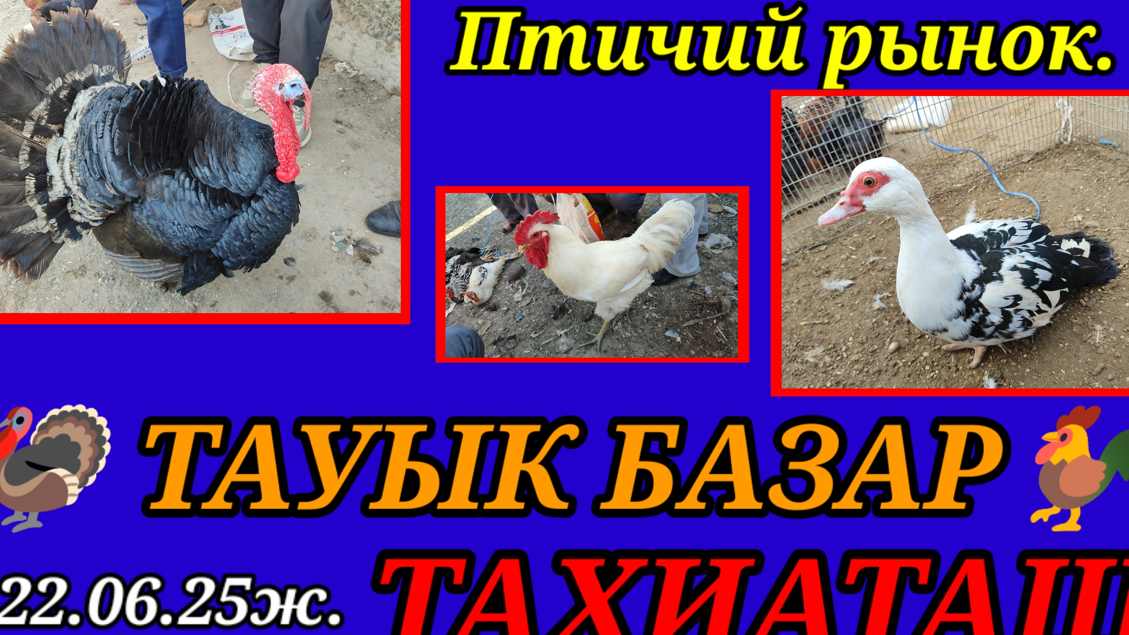 24-06-2025 Птичий рынок