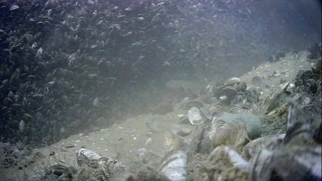 1000045236.mp4Волга гл 5м.24.06.2025г.
