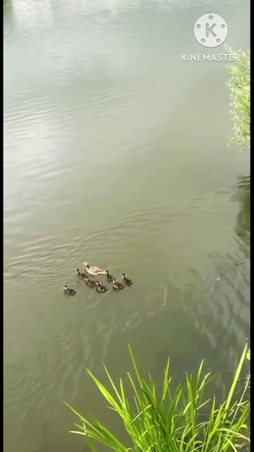 Дикая природа в городе, спасение утят 🦆 #уткивпарке #дикая_природа #историиоживотных #флораифауна