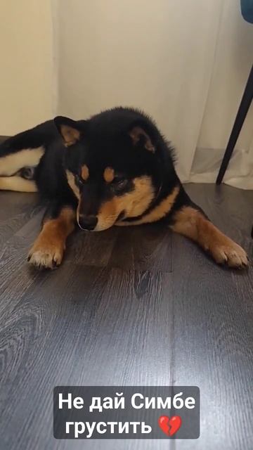 Симба не должен грустить! Сольник Lera Sibir уже 17 апреля в Новосибирске