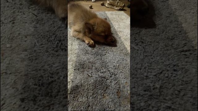 Еще как СПЯТ! :: Of course, SLEEP well!