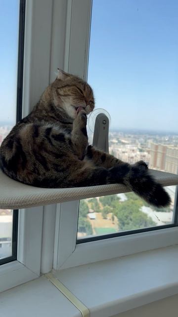 Злая шотландская вислоухая кошечка 🐱