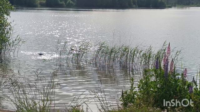 Водолазы изучают дно и ищут раков