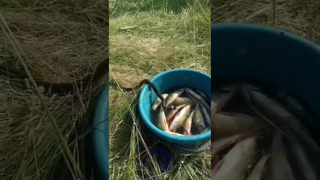 Наглый ужик)😁🐉