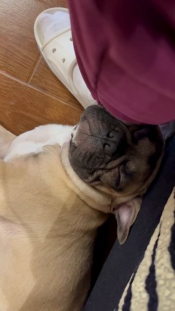 Сладко сладко спит. #frenchies #puppy #frenchie #французскийбульдог #бульдоги #француз