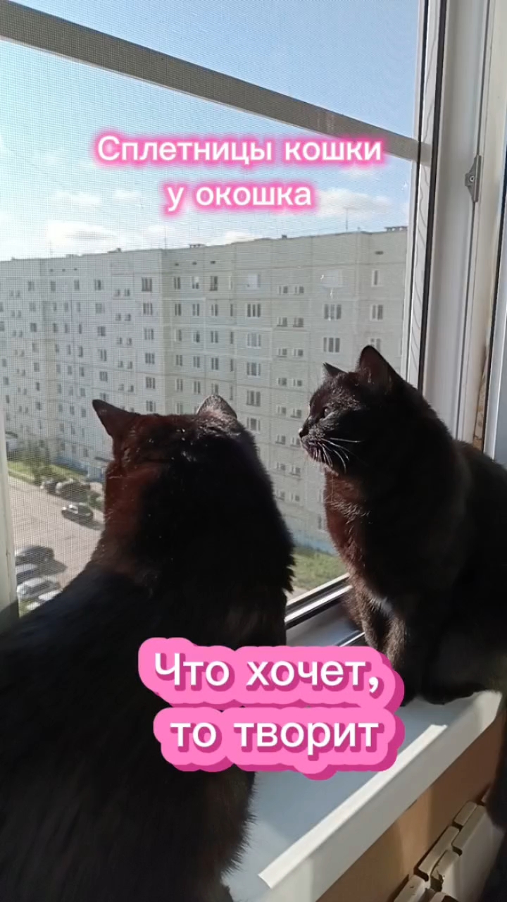 Кошки с озвучкой.