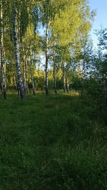Берёзы