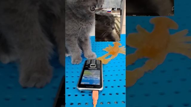 Реакция Аркадия на Тимошку и Шушика