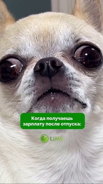 Когда получил зарплату после отпуска