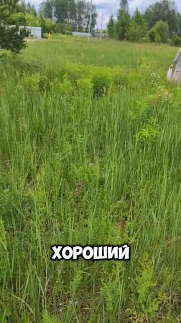 Сбор земляники 😍
