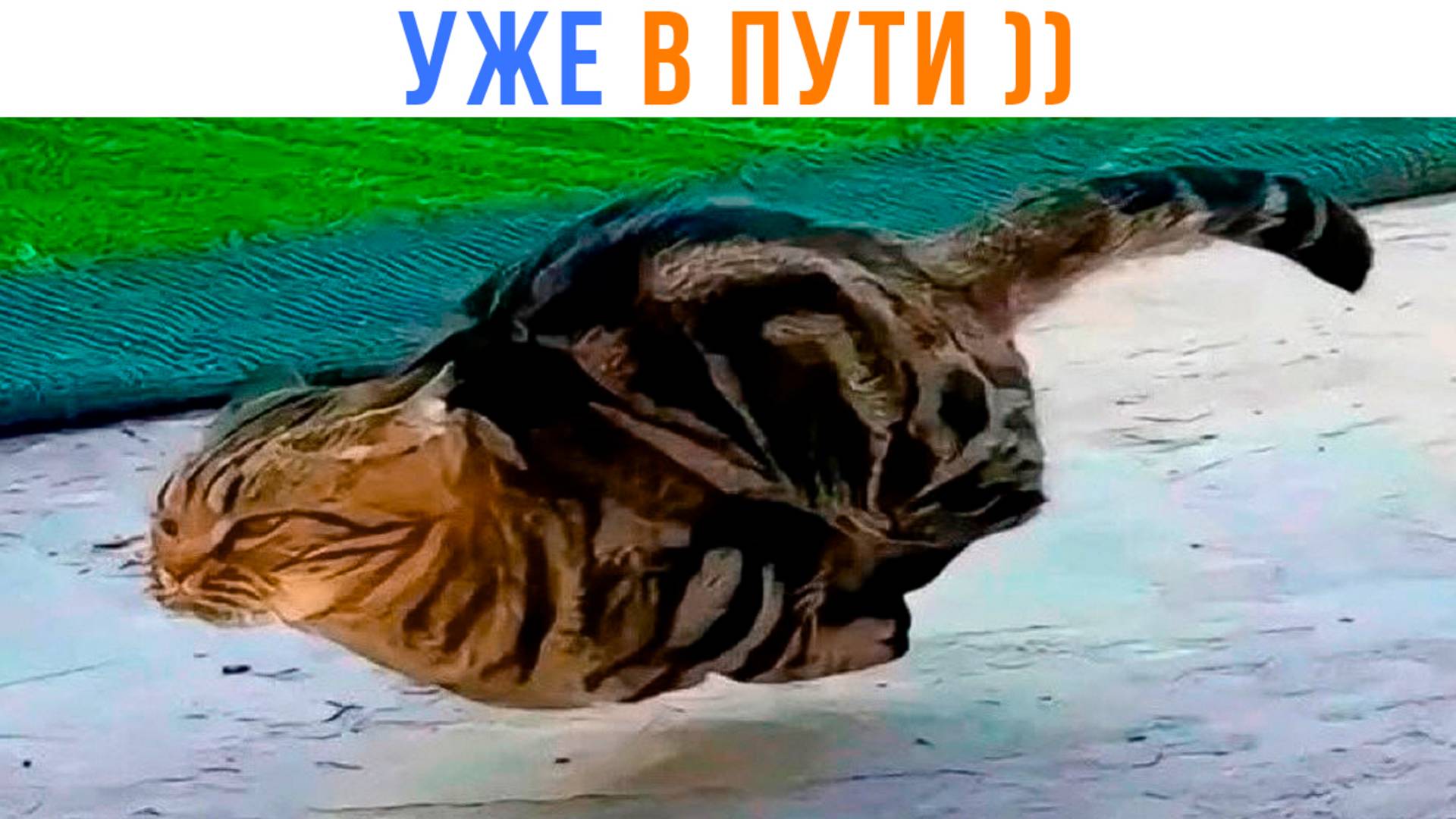 КАК ВЫГЛЯДИТ ФРАЗА "УЖЕ В ПУТИ" ))) Приколы | Мемозг 1624