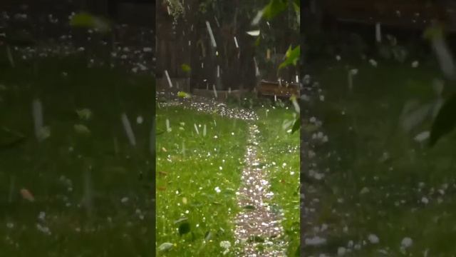 Смотрю видео с прошлогодним градом и слезы на глазах. Тогда мы понесли очень большие потери 😢