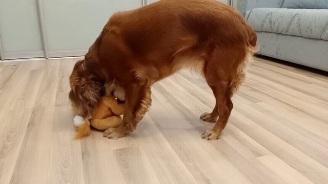 Эта собака играет лучше футболистов! СМОТРИТЕ ДО КОНЦА!